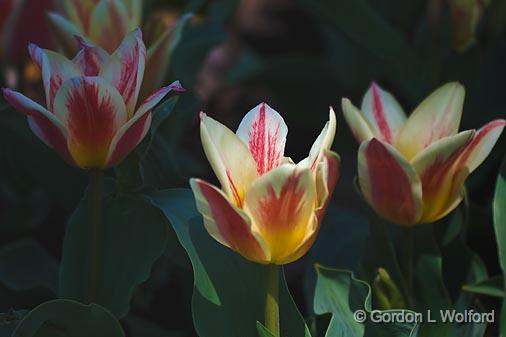 Red-White Tulips_48075.jpg - Photographed in Ottawa, Ontario - the Capital of Canada.